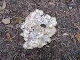 [DSCF0265.jpg]