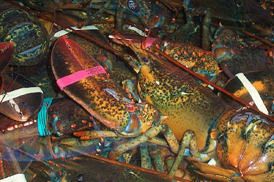 Ciseaux à crustacés  La saison du homard est à nos portes! Avez
