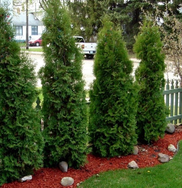 The Saskatoon Credit Onion "Emerald", My Butt Emerald vs. Brandon Cedars