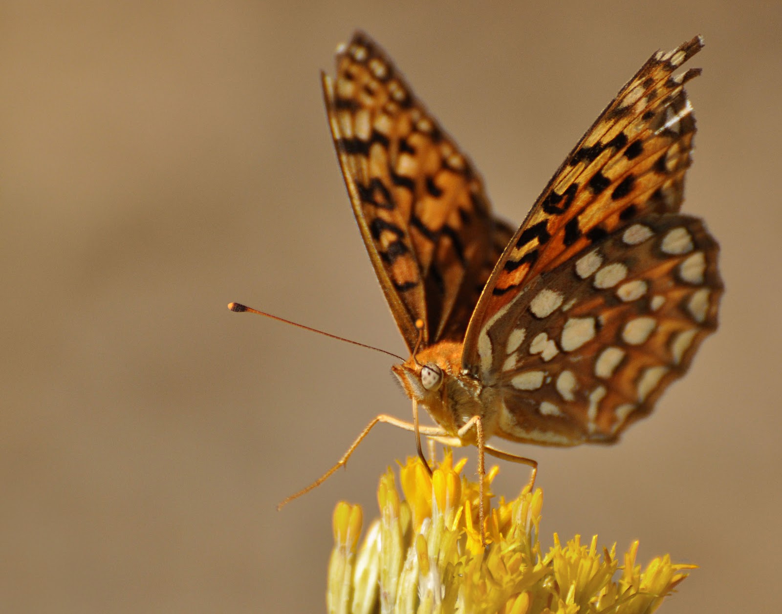 Butterflies and Bees!
