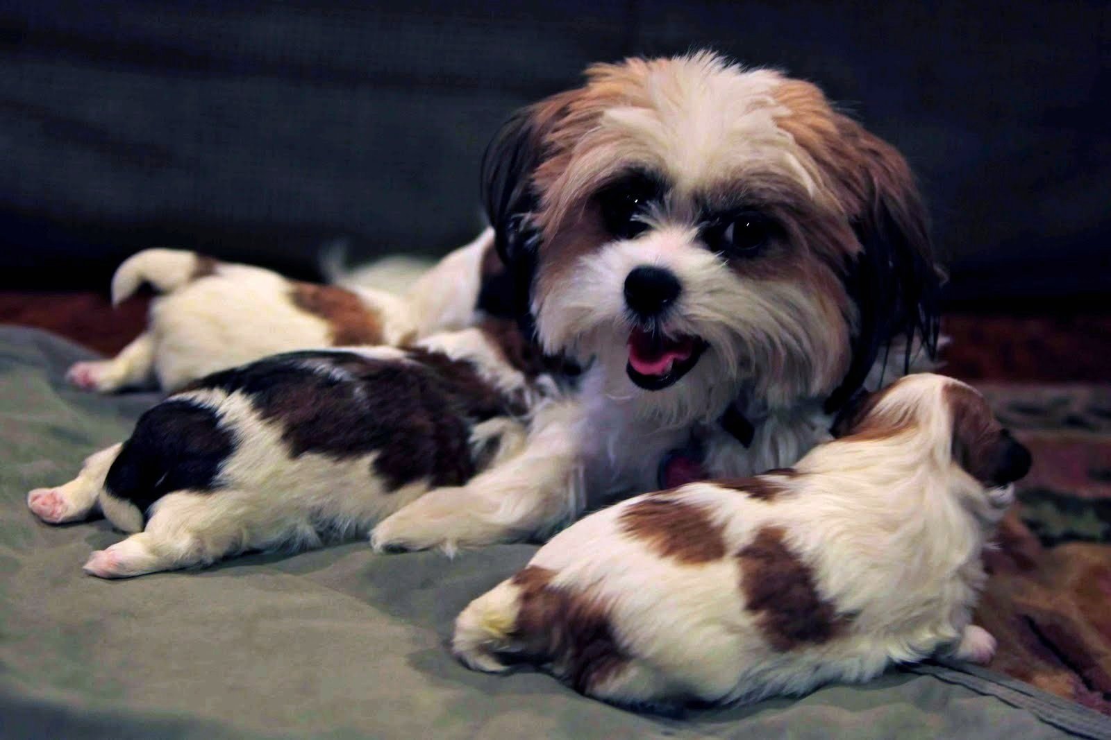 Shih+tzu+maltese+puppies+nc