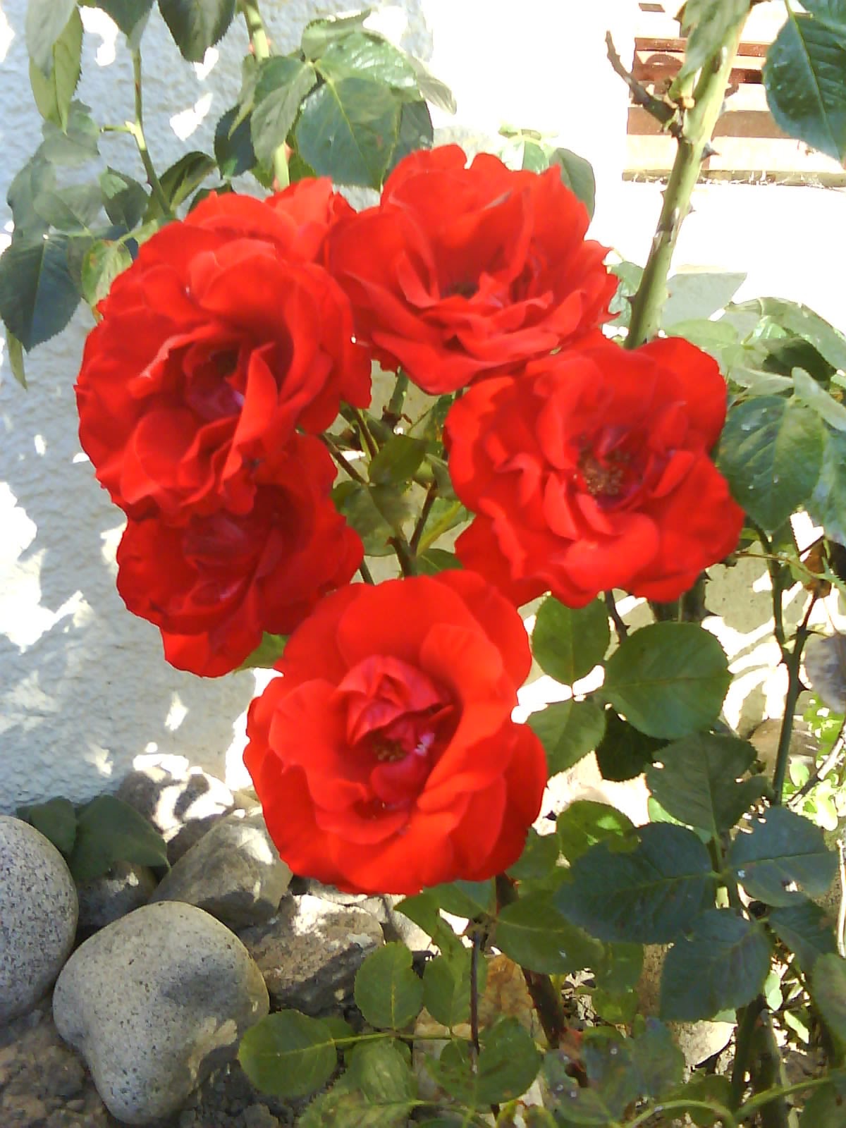 Bon lundi.....De la Pentecôte Rose+rouge+7