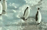 No confíes en el pingüino