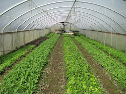 Greenhouse action