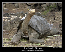 El "Solitario George"tortuga gigante de las Galápagos