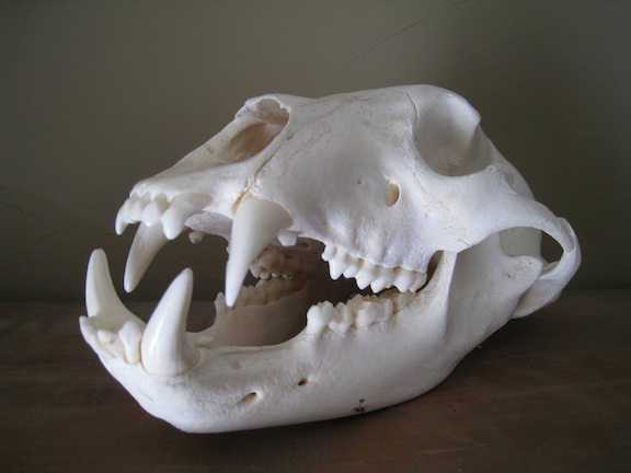 [bear_skull.jpg]