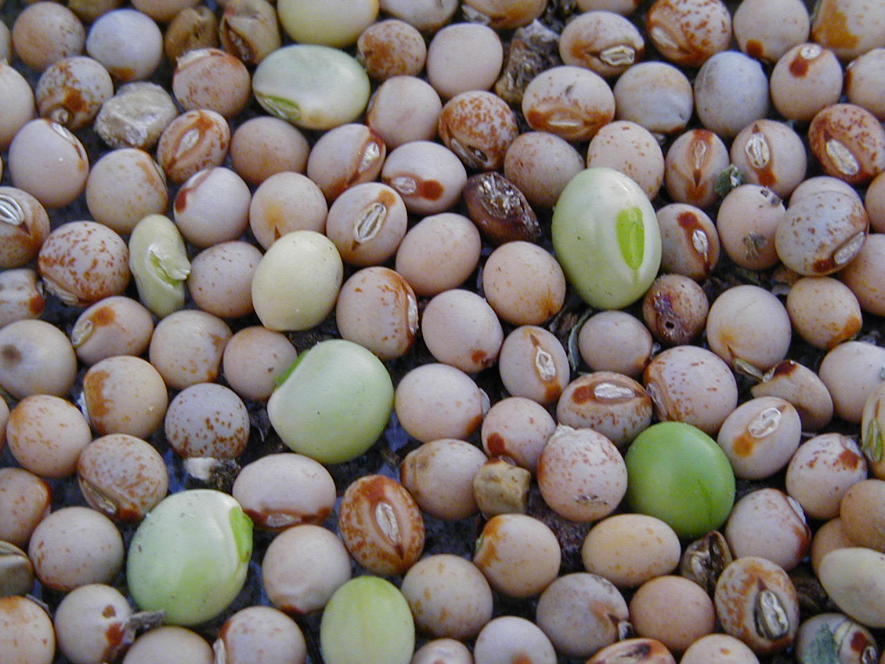 John Starnes' Urban Farm Gandule Beans/Pigeon Peas