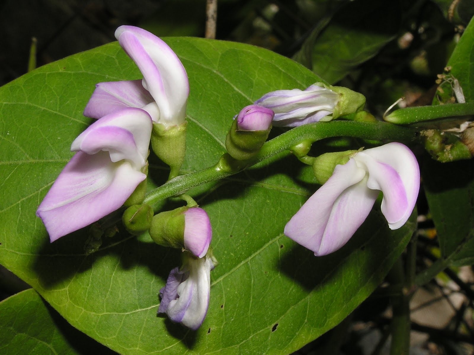 John Starnes' Urban Farm African Jack Bean Plants for Sale