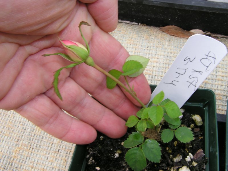 ROSEGASMS Roses From Seeds