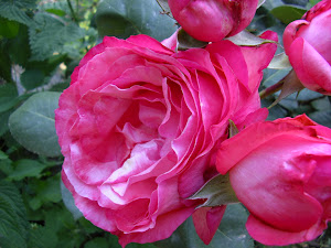 Rose rose...