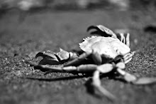 the crab
