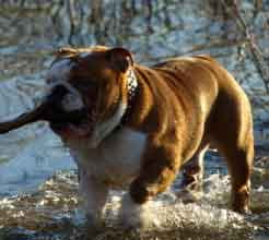 cruzar bulldog ingles madrid