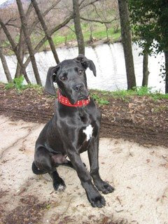 dogo aleman lucas