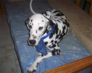 dalmata monta