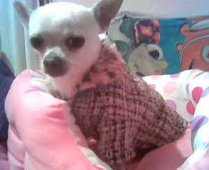 chihuahua macho montas