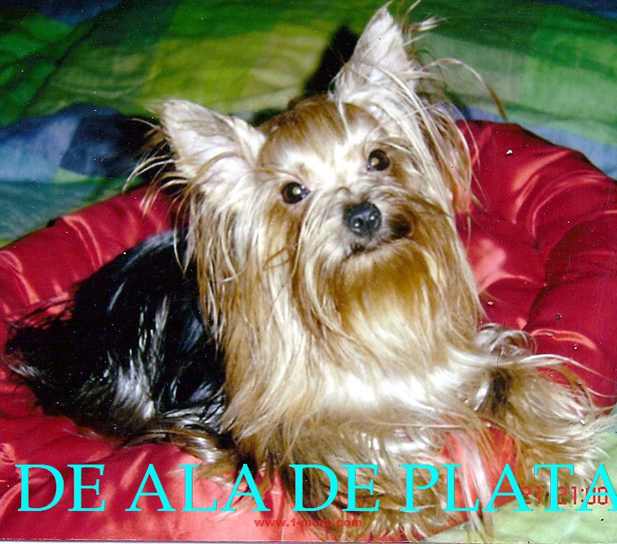VENTA YORKSHIRE MADRID venta yorkshire madrid: