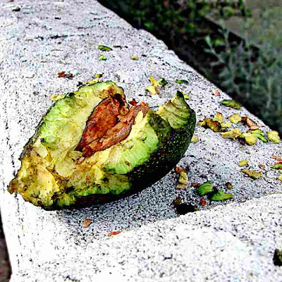 Fallen Avocado #5 on a wall in Pasadena (c) David Ocker