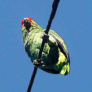 Pasadena CA wild parrot on a phone wire