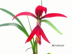 Sprekelia formosissima