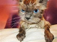 Pissed off Cat Pissed off Cat