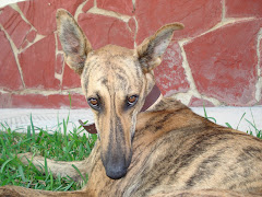 Norton, la mirada del galgo.