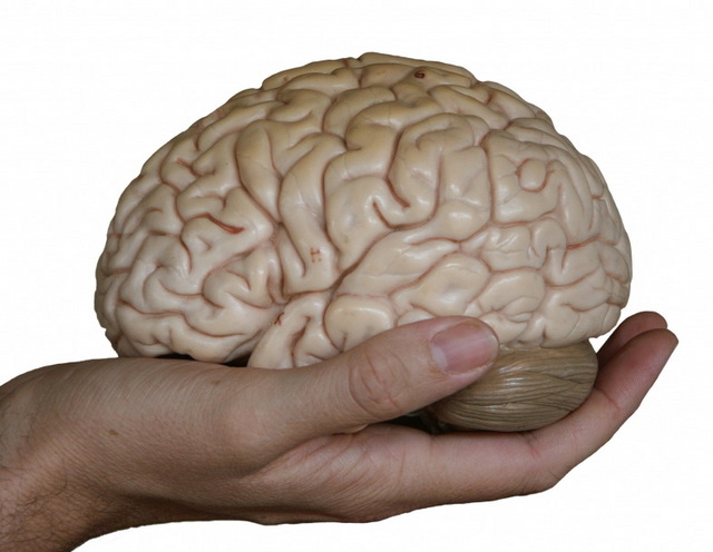 [brain.jpg]