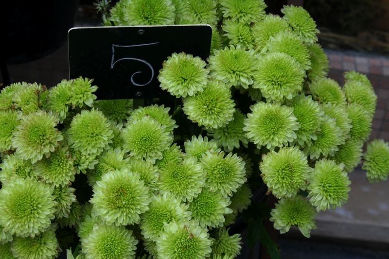 Green Mums
