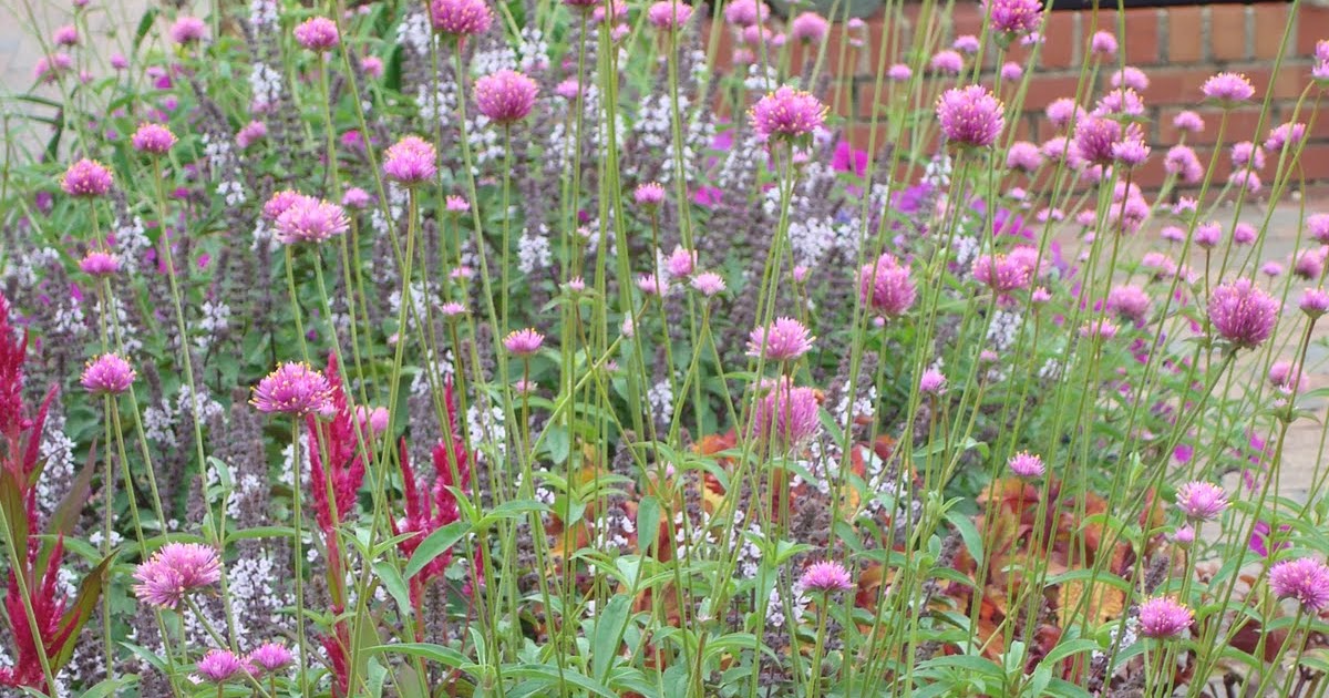 Big Bloomers Flower Farm Sales and Events Big Bloomers 2010 Saturday