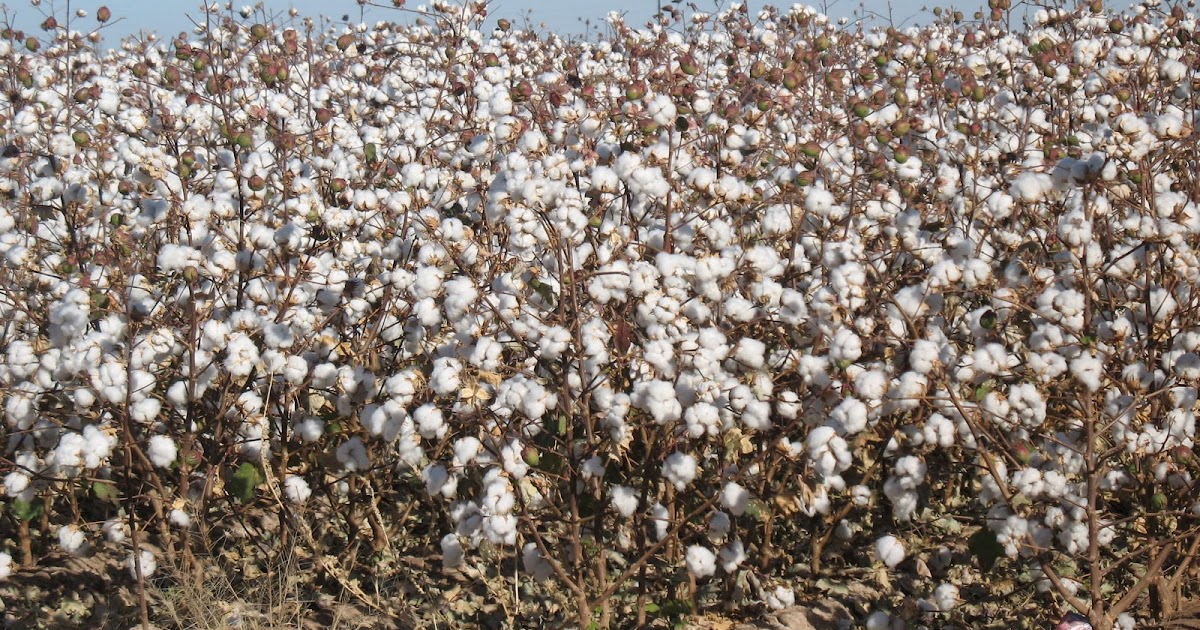 Family, Friends, and Travel Adventures Arizona Cotton Field