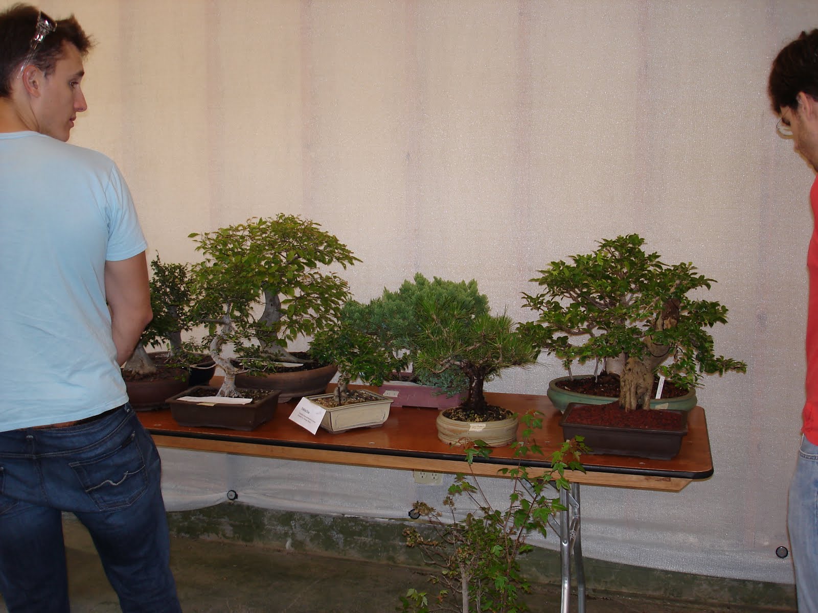 Bent Tree Bonsai Dallas Bonsai Auction