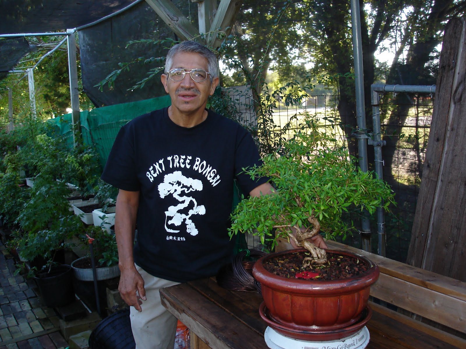 Bent Tree Bonsai Dallas Bonsai Auction