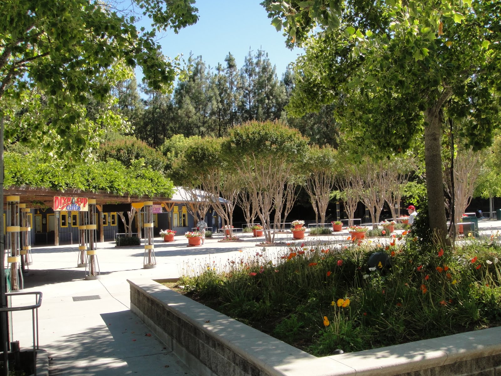 Living Livelier Circus Trees