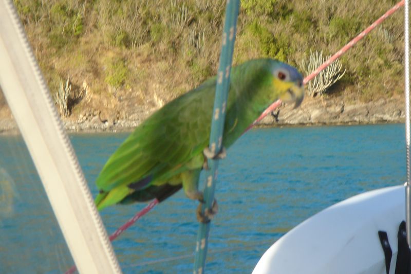 [Antillean-parrot.jpg]