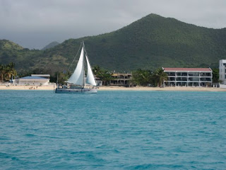 New St Maarten neighbor, Hogfish Maximus New St Maarten neighbor, Hogfish Maximus