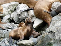 Charter Patagonia - Book with Paradise Connections - Expedition Yacht Tribu Charter Patagonia - Book with Paradise Connections - Expedition Yacht Tribu