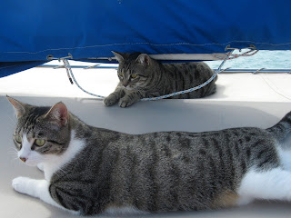 Willow & Buffy, ship's cats on So It Goes, CAL-34 sailboat Willow & Buffy, ship's cats on So It Goes, CAL-34 sailboat