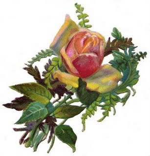 rose-pictures-2.jpg
