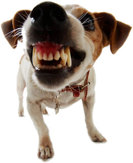 O que pode tornar o seu cão agressivo http://lupusalimentos.com.br/wp/?p=486