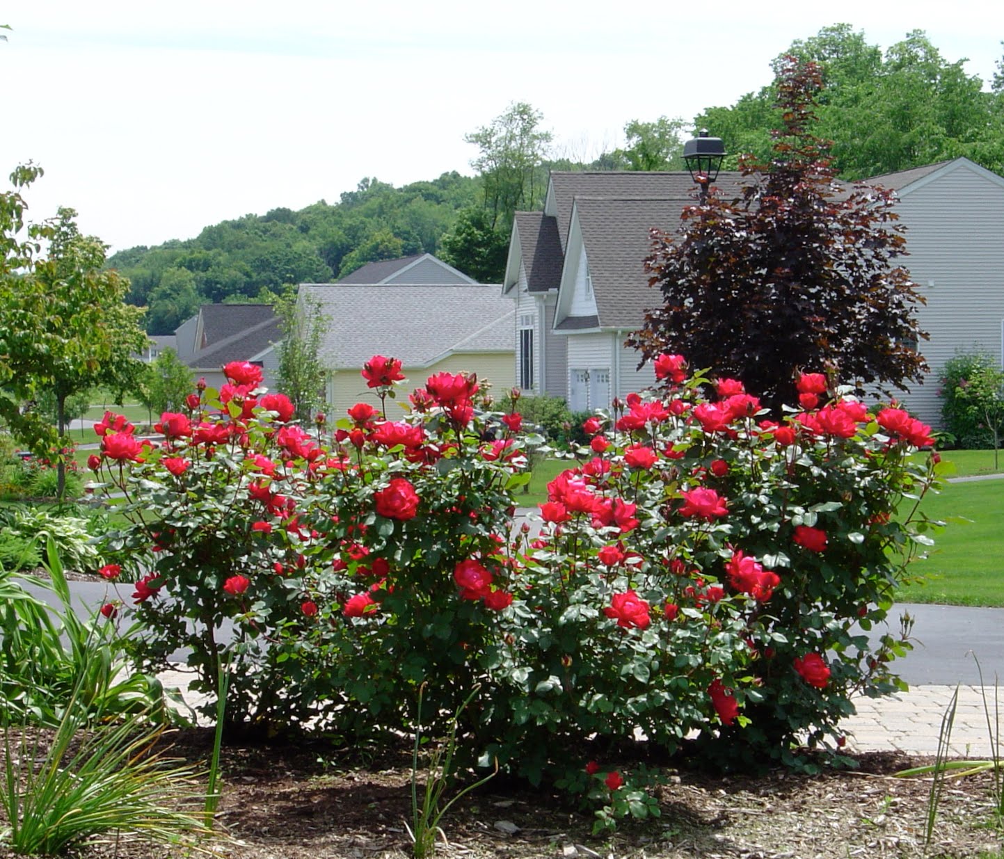 Summer Flower Flowers That Bloom All Summer