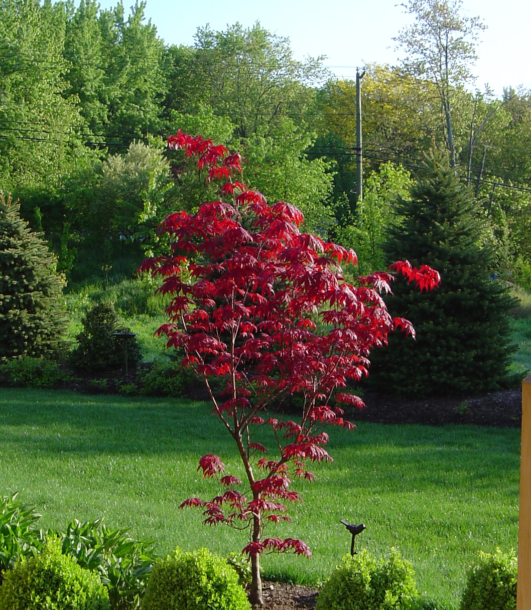 Plant Inventory Acer Palmatum Japanese Maple Bloodgood 14256 Hot Sex