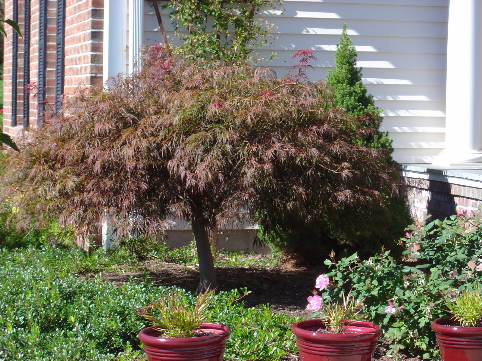 Plant Inventory Acer palmatum / Japanese Maple 'Crimson Queen'