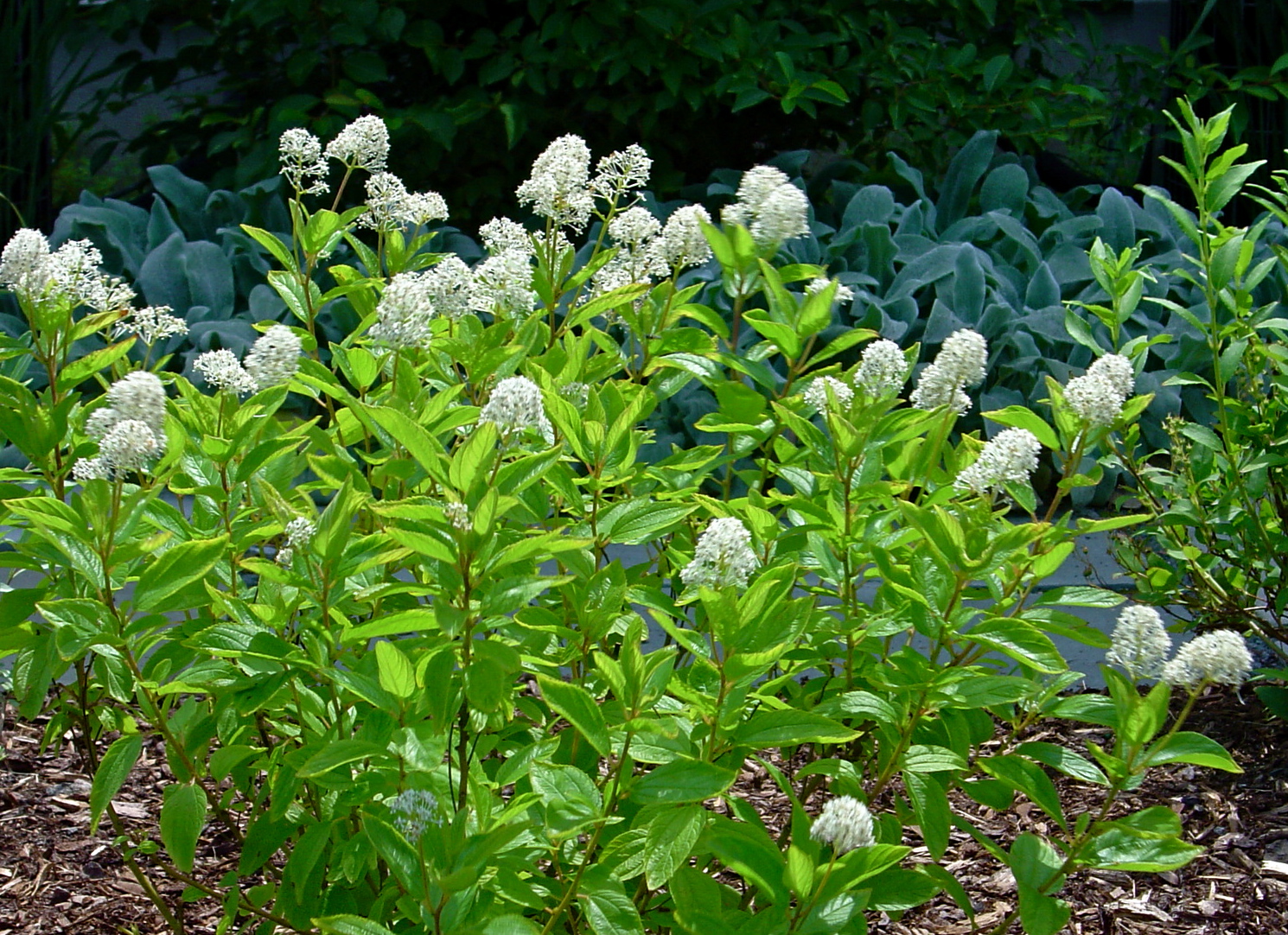 Lisa Bonassin S Garden What S Blooming Now Snowball Viburnum 03