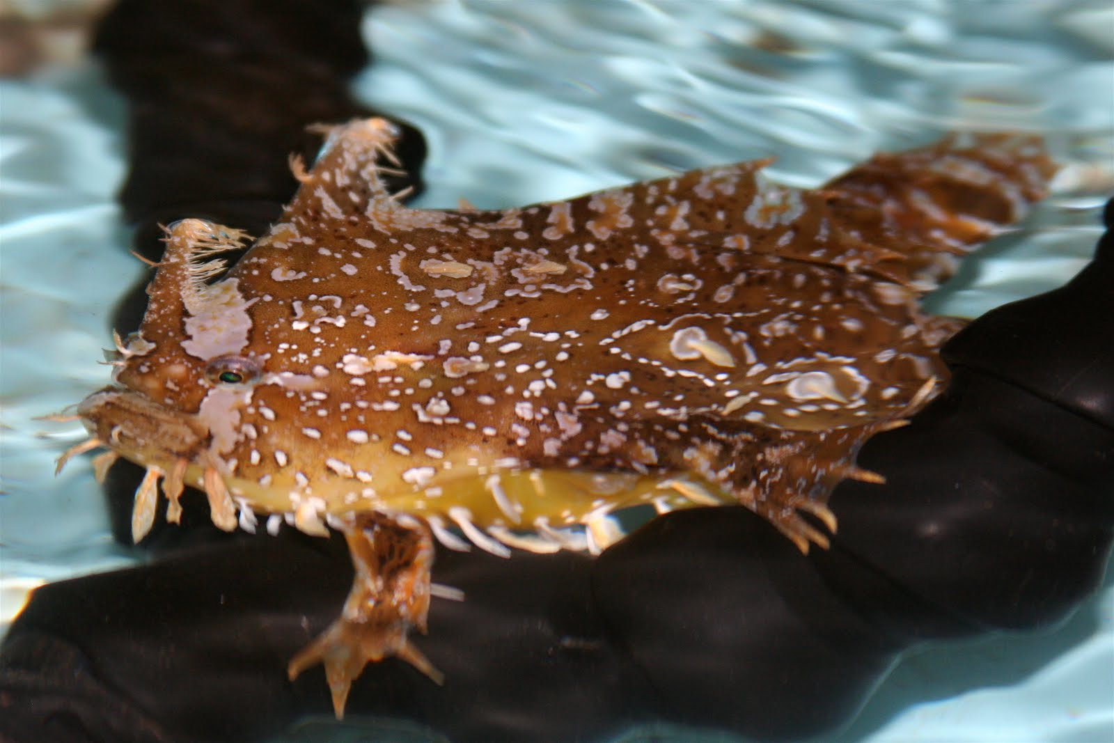 Sargassum Fish