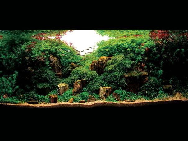 Fish aquarium near me picture