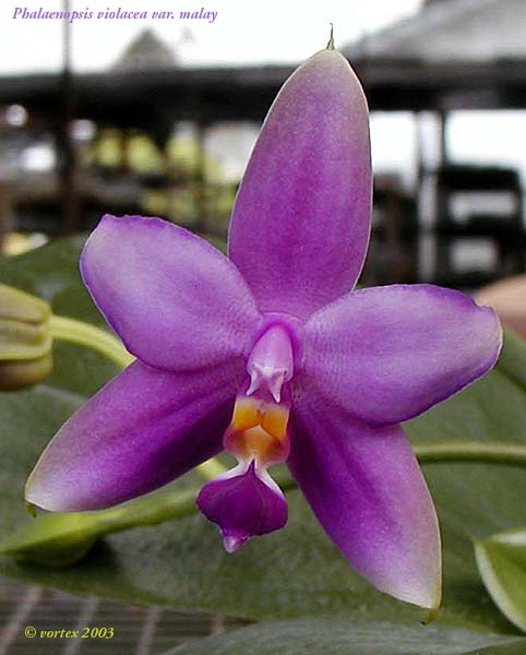 la vida: la orquidea