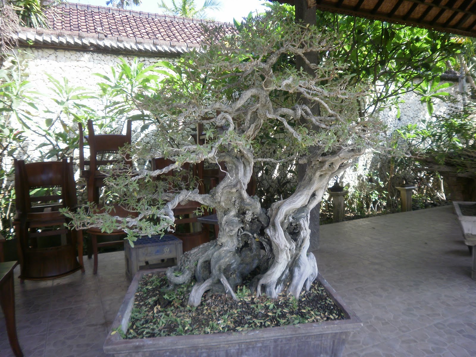 The Tree Blog Bonsai Cafe Sanur Beach Bali