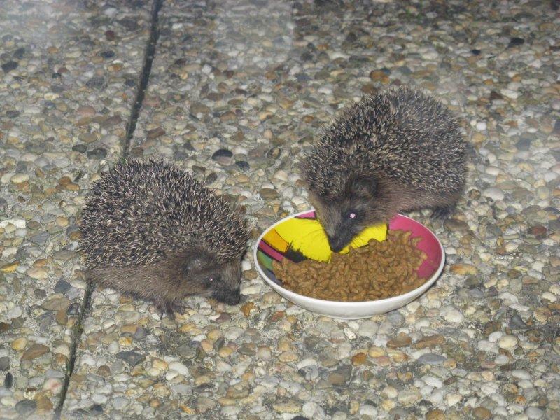wat eten egels in de tuin