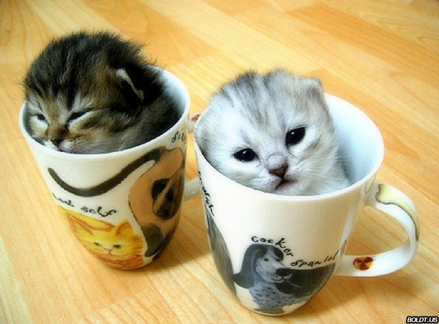 This is a post about kittens kittens. This is a post about kittens