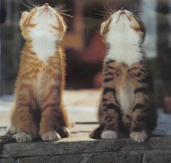 D'AWWWWWWWWWWWWWWWWWWW. D'AWWWWWWWWWWWWWWWWWWW.