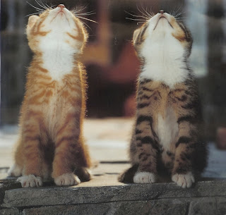 http://4.bp.blogspot.com/_ttWafcua1NM/TTH-AQaID1I/AAAAAAAAAGE/4bNffIAuJ7g/s1600/heavyloaduk_two-cute-kittens.jpg